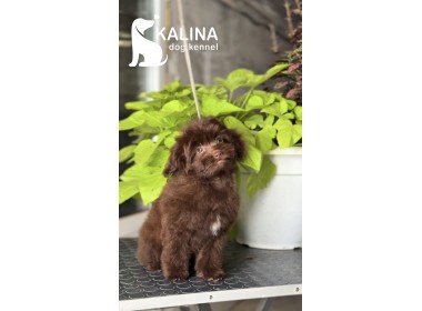 Kalina Olympia| Female 
