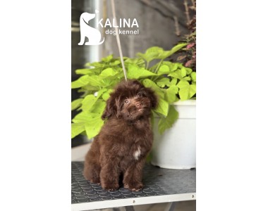 Kalina Olympia| Female 