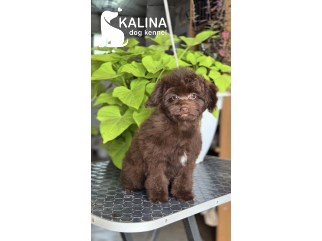 Kalina Olympia| Female 