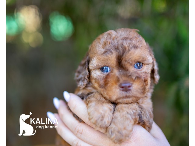 Kalina Olyvia| Female
