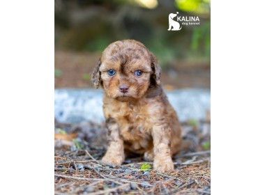 Kalina Olyvia| Female