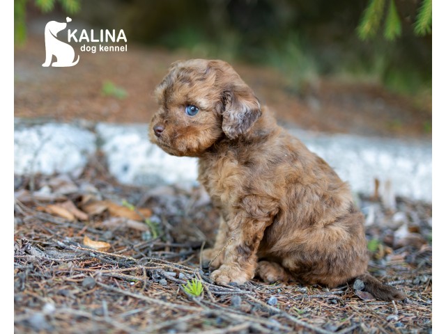 Kalina Olyvia| Female