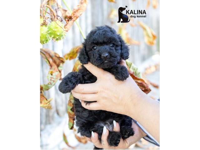 Kalina Pablo| Male