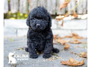 Kalina Pablo| Male