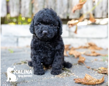 Kalina Pablo| Male