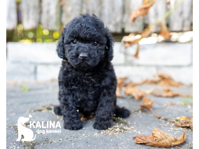 Kalina Pablo| Male