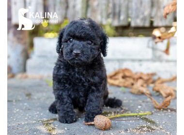 Kalina Pablo| Male