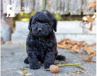 Kalina Pablo| Male