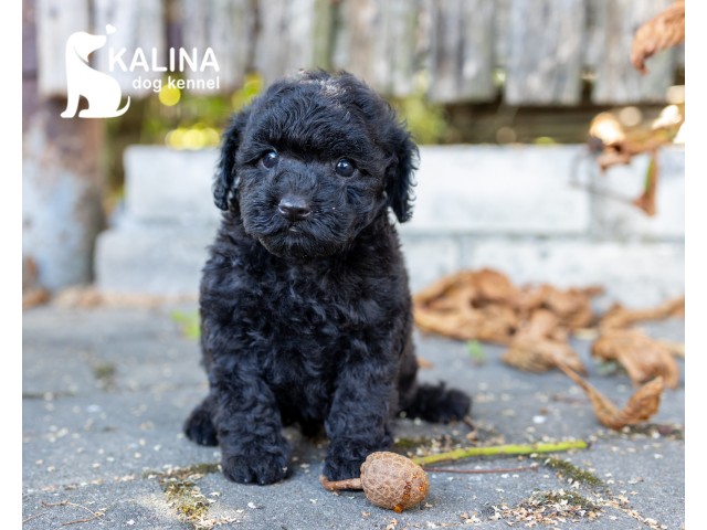 Kalina Pablo| Male