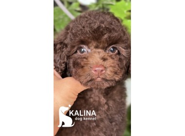 Kalina Pixel| Male