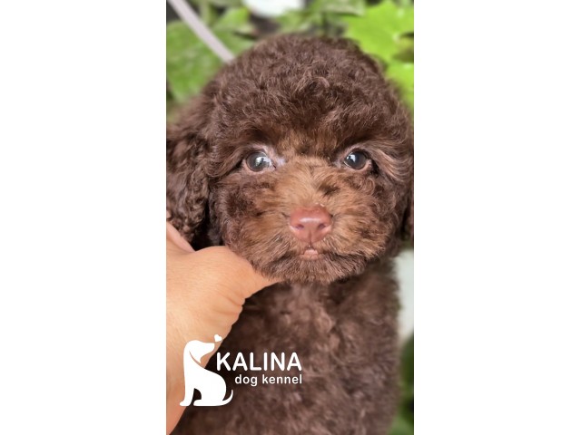 Kalina Pixel| Male
