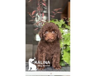Kalina Pixel| Male