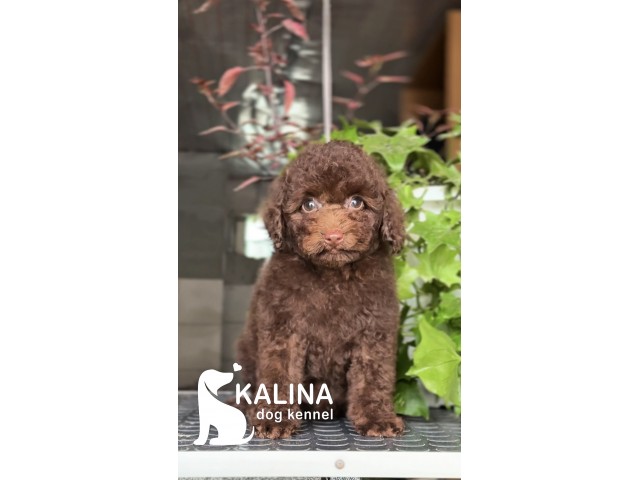 Kalina Pixel| Male