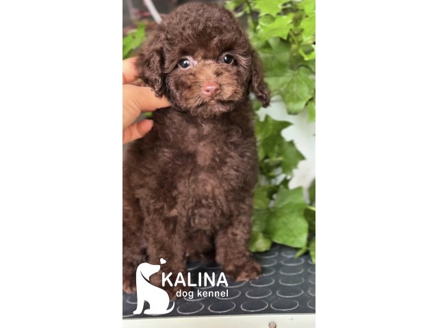 Kalina Pixel| Male