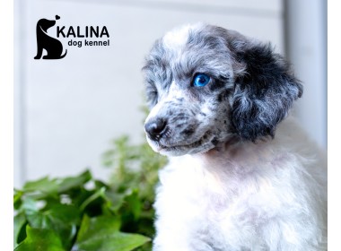 Kalina Porsche | Male