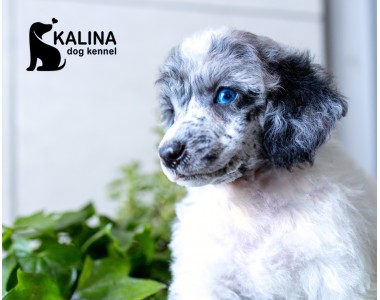 Kalina Porsche | Male