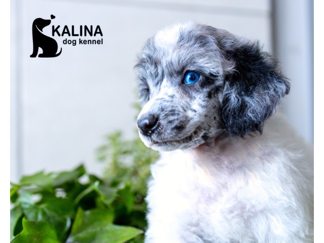 Kalina Porsche | Male Kalina Porsche | Male