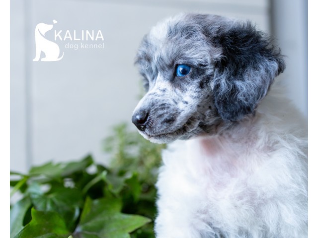 Kalina Porsche | Male Kalina Porsche | Male