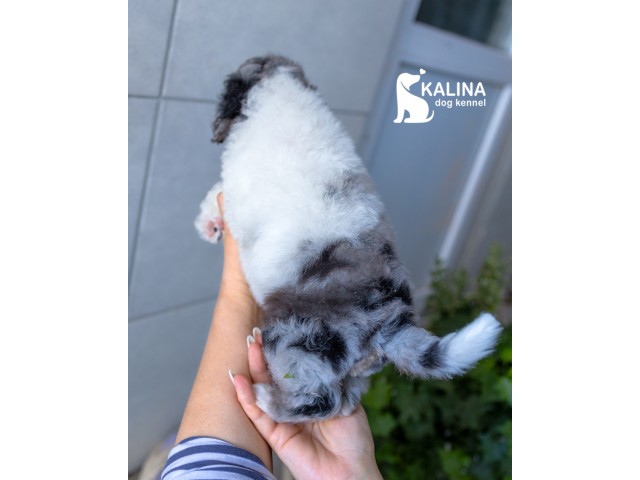 Kalina Porsche | Male Kalina Porsche | Male