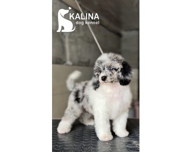 Kalina Porsche | Male