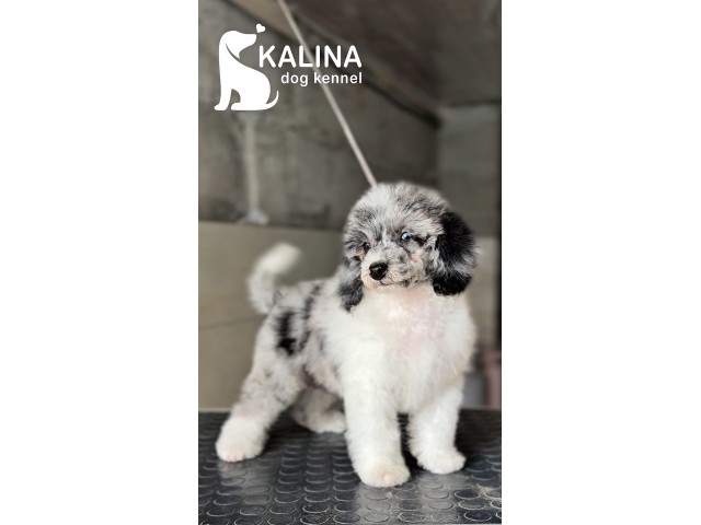Kalina Porsche | Male Kalina Porsche | Male