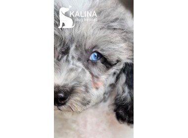 Kalina Porsche | Male