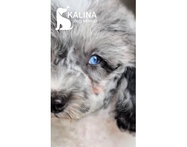 Kalina Porsche | Male