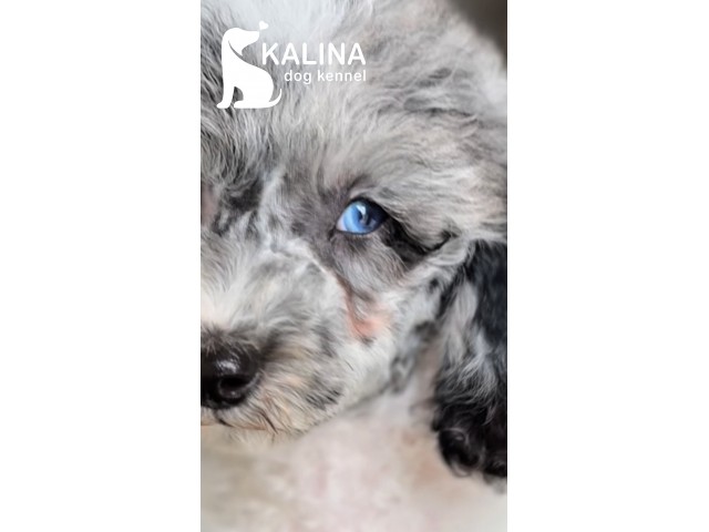 Kalina Porsche | Male Kalina Porsche | Male