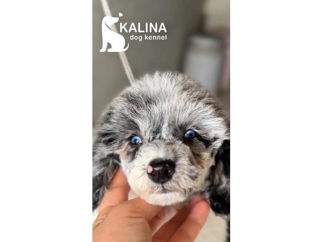 Kalina Porsche | Male Kalina Porsche | Male