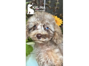 Kalina Tchaikovsky | Male