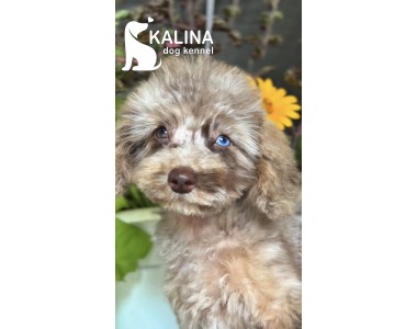 Kalina Tchaikovsky | Male