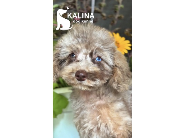 Kalina Tchaikovsky | Male