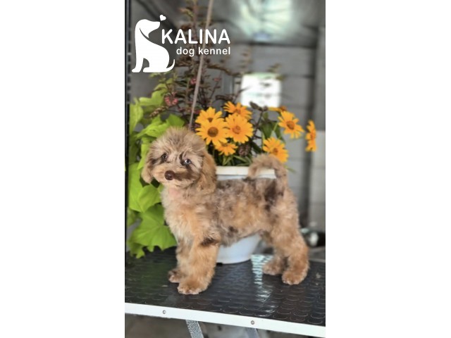 Kalina Tchaikovsky | Male