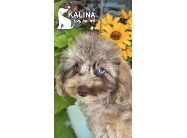 Kalina Tchaikovsky | Male