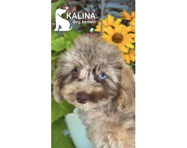 Kalina Tchaikovsky | Male