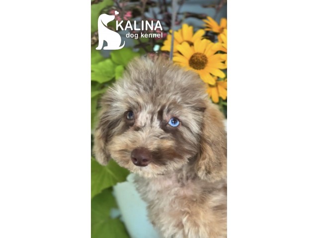 Kalina Tchaikovsky | Male