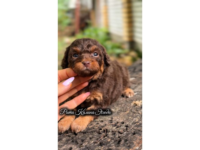 Kalina Rita | Female