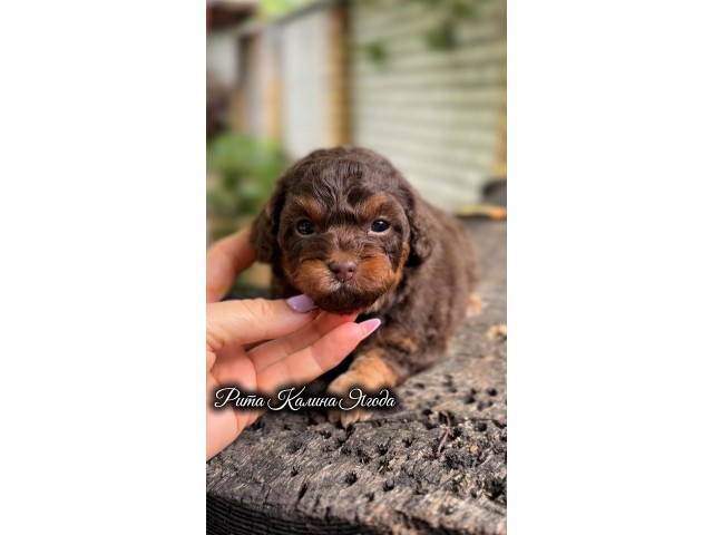 Kalina Rita | Female
