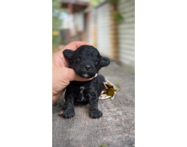 Kalina Sonyk | Male