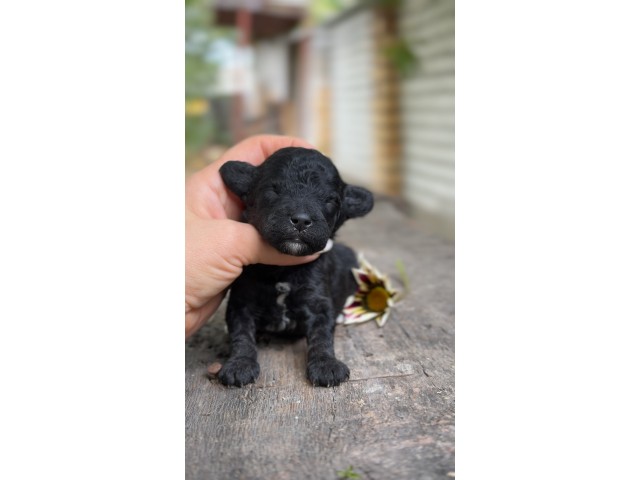 Kalina Sonyk | Male