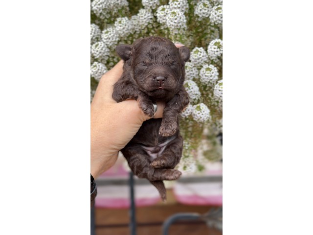 Kalina Teodor| Male
