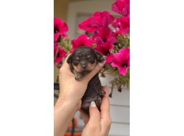 Kalina Texas| Male