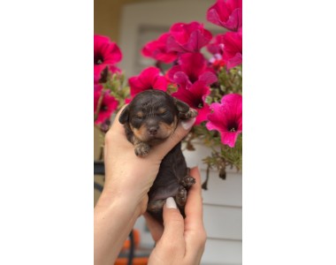 Kalina Texas| Male
