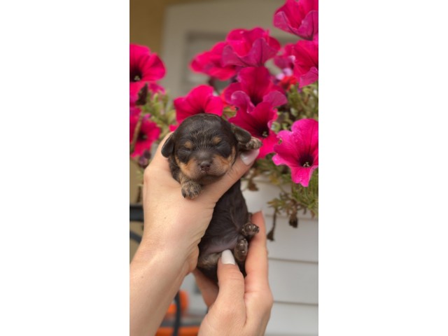 Kalina Texas| Male