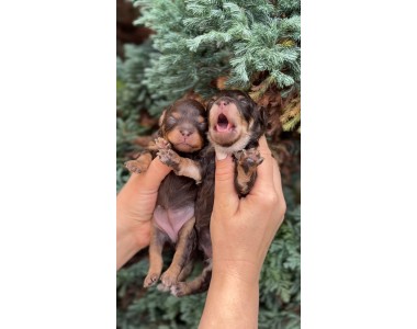 Kalina Texas| Male